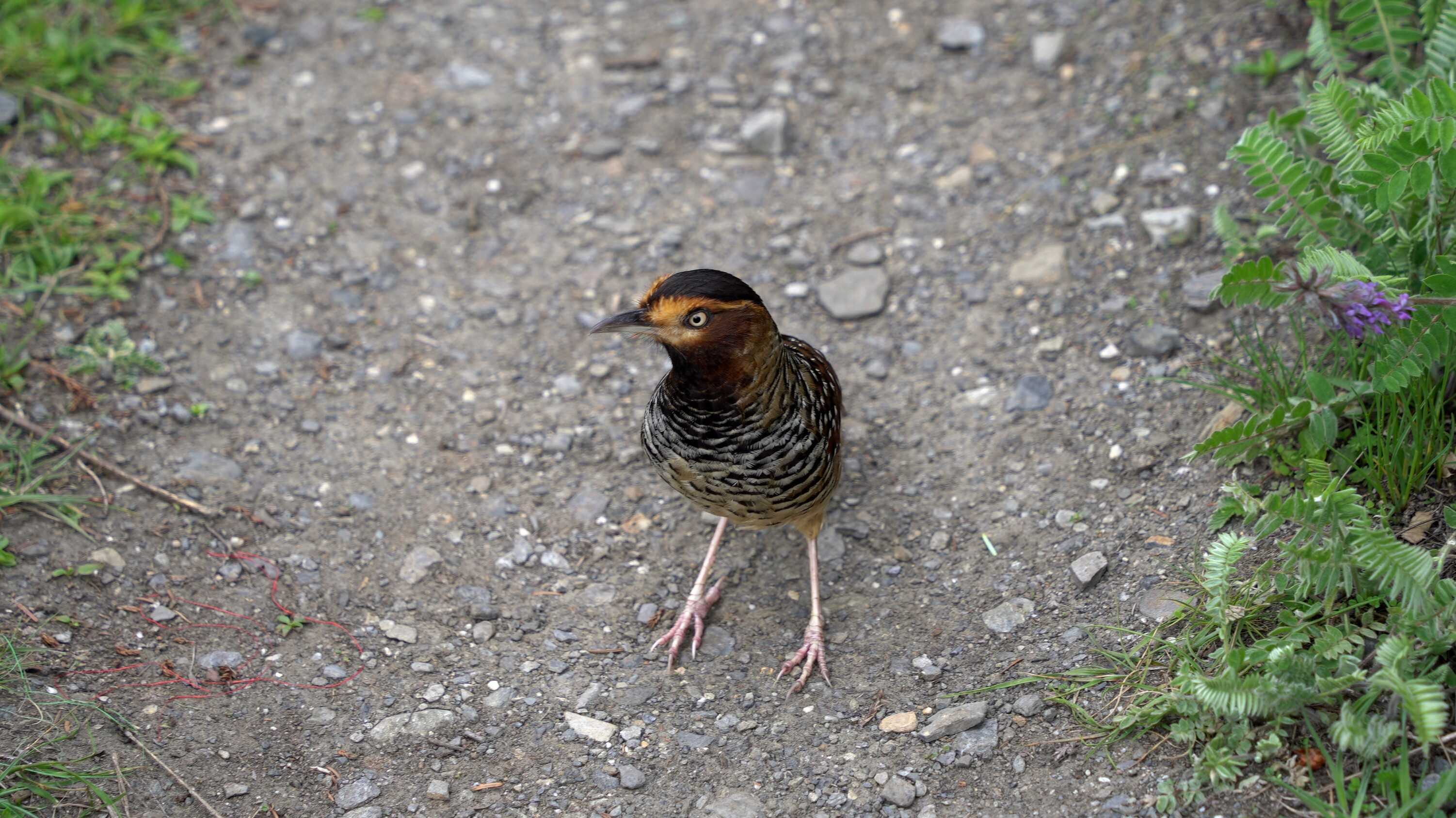 bird