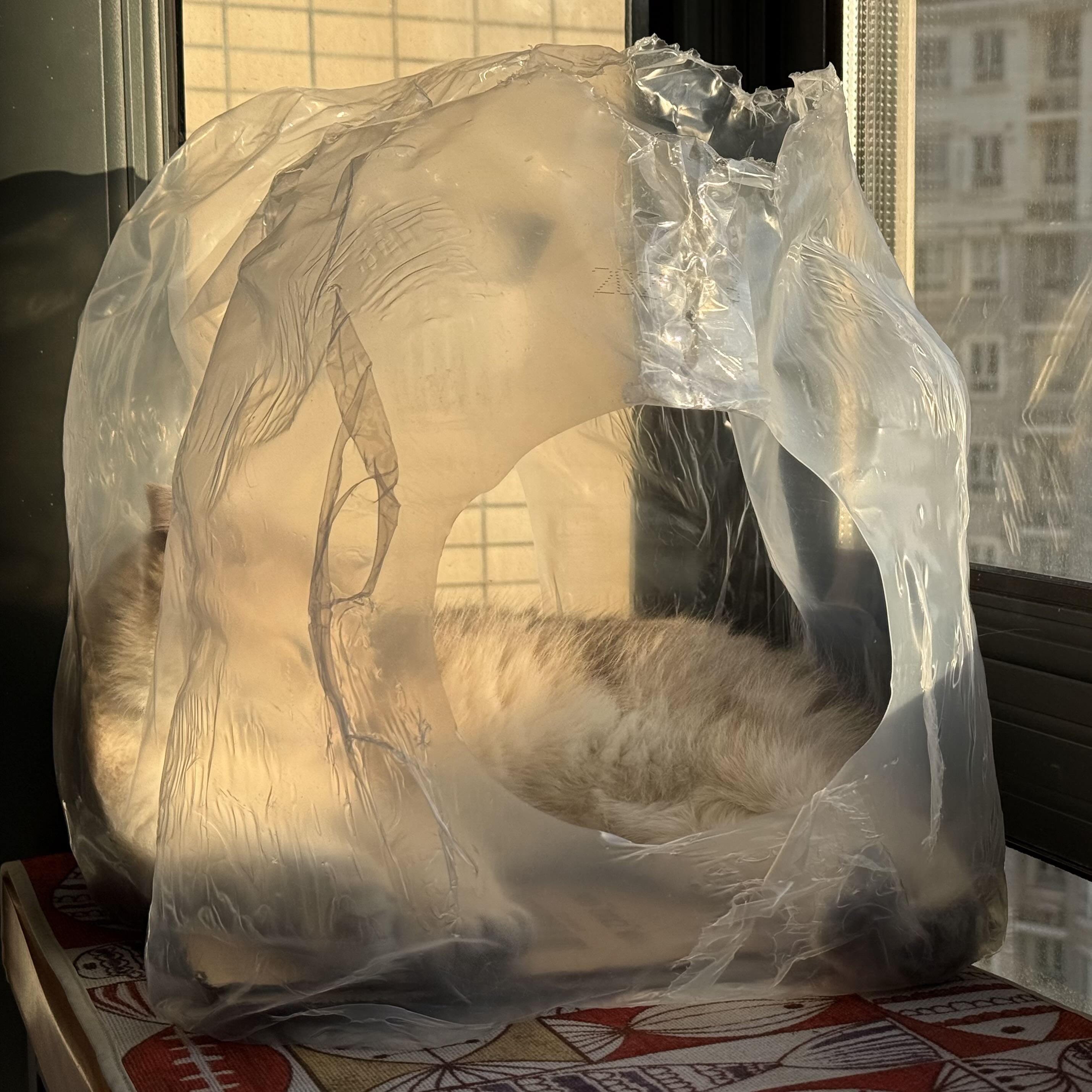 cat&rsquo;s sunlight room