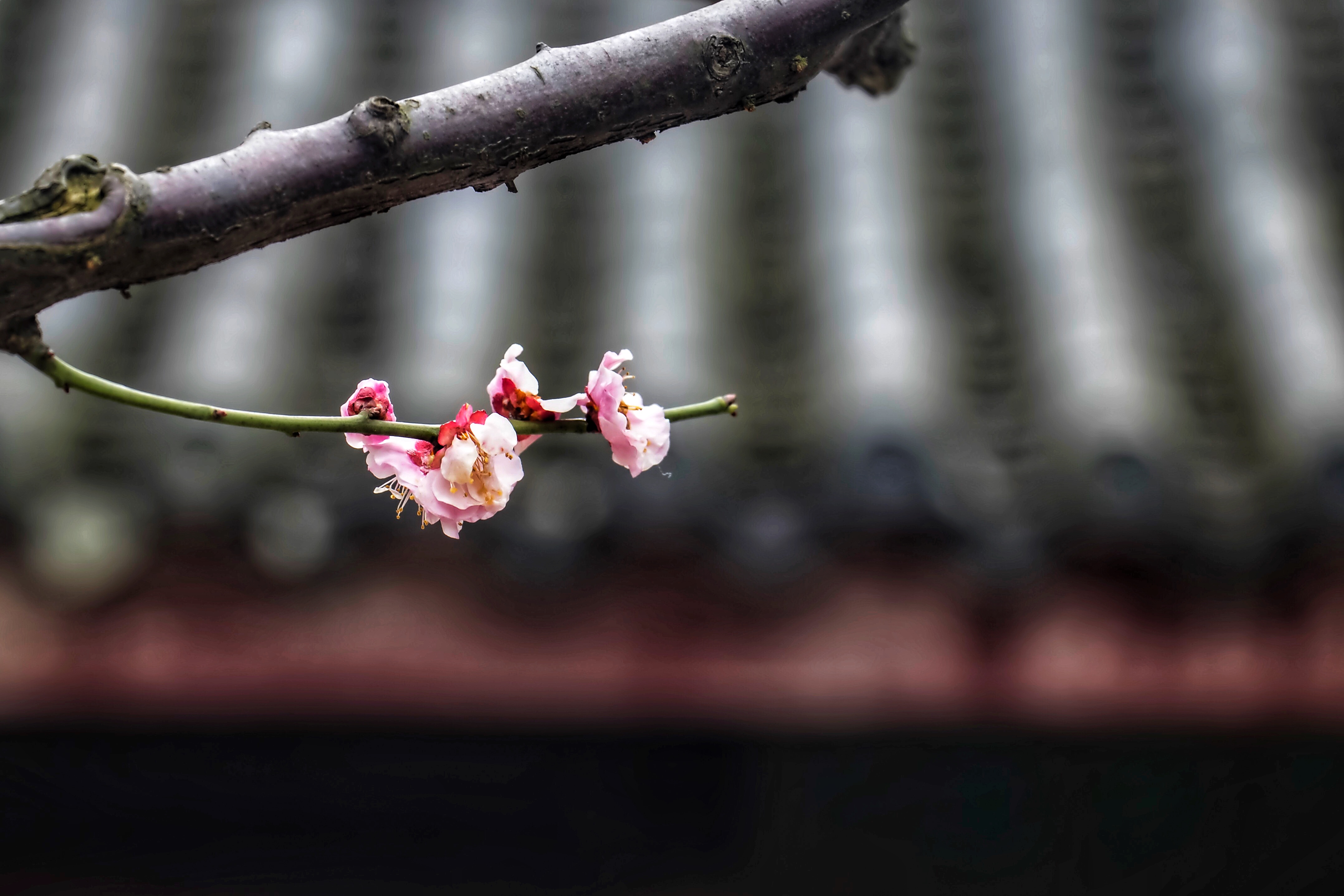 plum-blossom